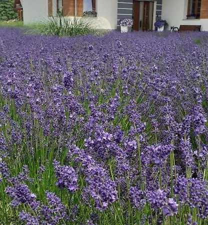 Aura Проживание в семье *