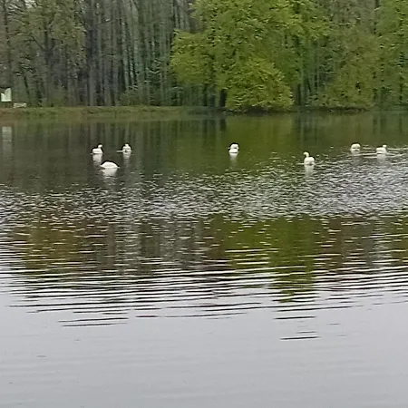 Aura Проживание в семье *